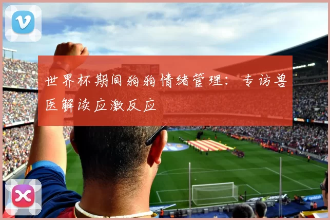 世界杯期间狗狗情绪管理：专访兽医解读应激反应