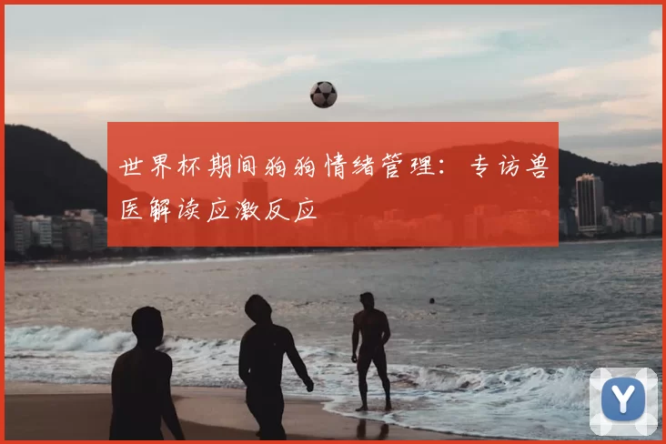 世界杯期间狗狗情绪管理:专访兽医解读应激反应